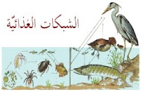 الشبكات الغذائيّة