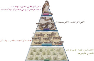هناك علاقات تبادل بين الكائنات الحيّة في مستوى التغذية تكوّن شبكة غذائيّة تعتمد على نظام متوازن يتلخّص فيما