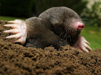 خلد - Mole