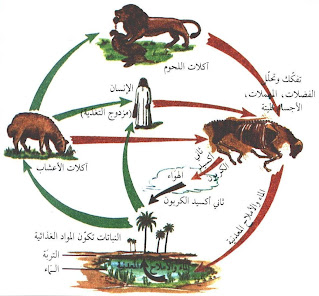 وفي الأوساط الطبيعيّة عدد الكائنات المنتجة أكبر من الكائنات المستهلكة من الدرجة الأولى