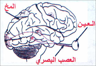 لعين تعمل عمل العدسة المقرّبة، حيث تخترق الأشعة الضوئيّة الصادرة عن الجسم هواء المحيط والأوساط الشفافة للعين وترتسم صورة الجسم مقلوبة على الشبكيّة فتنتج إشارات ينقلها العصب البصري إلى المخّ لتعديلها وتحليلها وتأويلها
