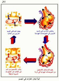 وظيفة الرئتين في التبادل الغازي بين الجسم والمحيط - دور الدم في عمليّة التنفّس