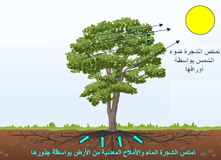كيف تتغذى النبتة - تقوم الجذور بامتصاص الماء والأملاح المعدنية من تربة الأرض التي تعيش فيها