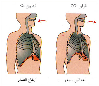 عملية الشهيق والزفير