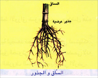 كيف تتغذى النبتة - الساق والجذور